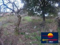 annonce vente terrain corrano 20168