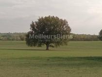 annonce vente terrain la brede 33650